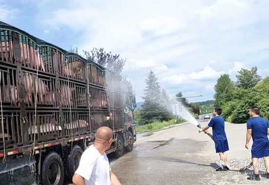 眼見一車生豬被救，長途司機(jī)李師傅終于松了口氣 (1)_副本.jpg