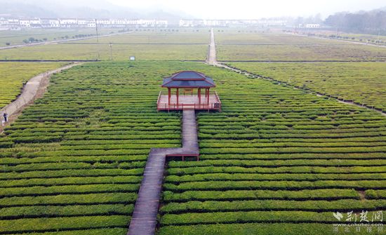金家鋪鎮(zhèn)志順茶園_副本.jpg