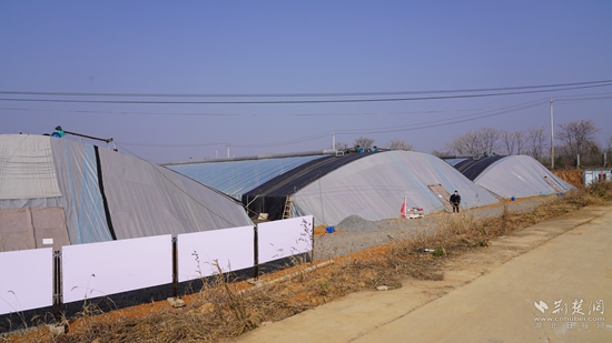 首個(gè)山東壽光圣女果大棚基地落 戶(hù)中灣村.JPG