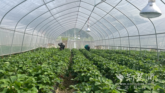 通羊鎮(zhèn)嶺下村:黨建引領(lǐng)聚合力 合作經(jīng)營謀新篇2.jpg