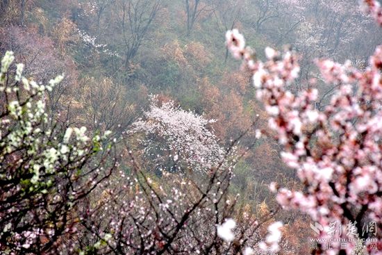 赤壁賞花1.jpg.jpg