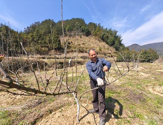 集體果園剪枝.jpg.jpg