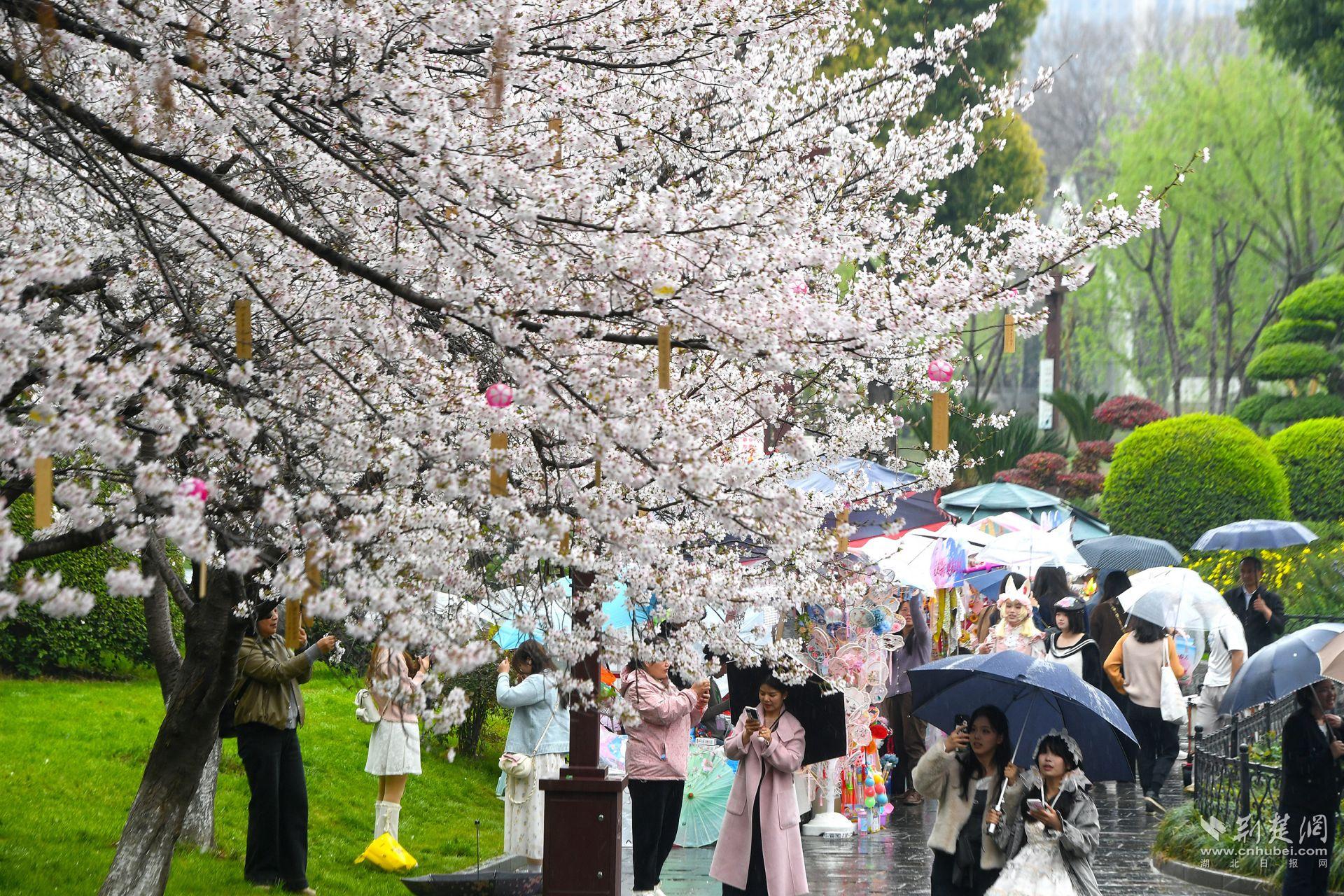 市民在堤角公園雨中賞櫻，1300余株櫻花按花期分為早、中、晚三期，紅粉白綠四色交織，花期可持續(xù)至四月上旬，游客總能找到心頭好.j