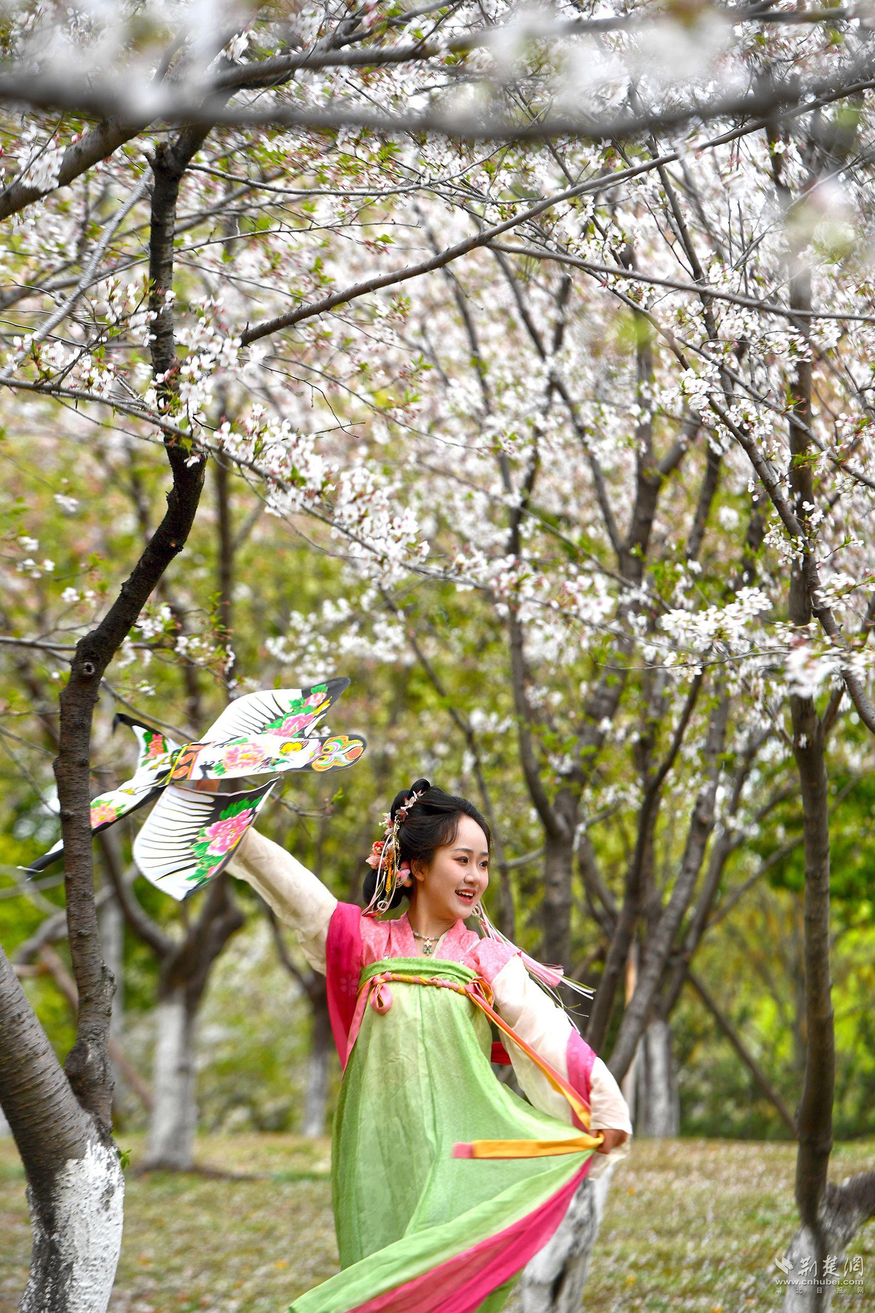 堤角公園園內(nèi)不少身著漢服、帶齊拍攝裝備的博主前來打卡拍照，將賞花美圖發(fā)布在社交平臺(tái)上，帶火“賞櫻”熱度-2.jpg.jpg